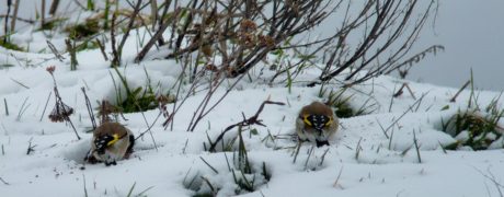 jilgueros durante el temporal de principios de diciembre - copia