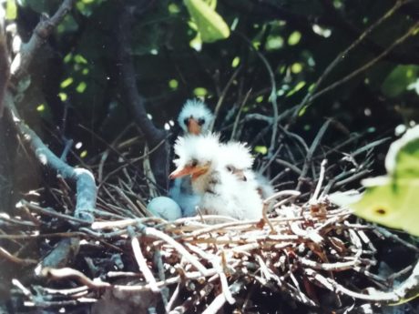 Nido de garcilla bueyerera (Bubucus ibis) con 3 pollos.