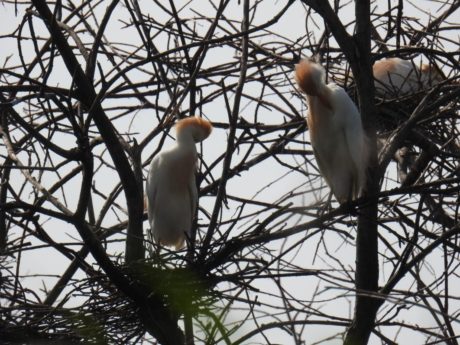 Pareja de garcilla bueyera (Bubulcus ibis).
