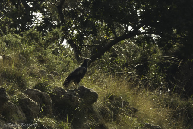 Pollo de alimoche posado