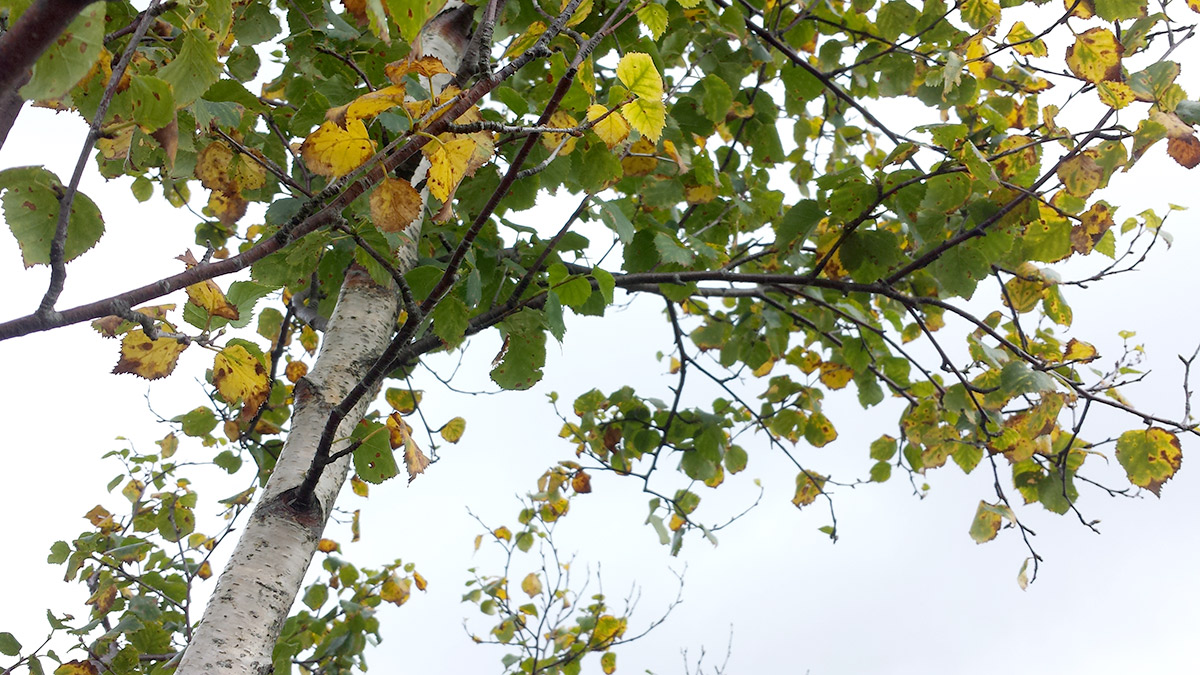 Ramas y hojas del abedul