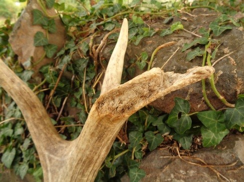 Cuerna roída. Los propios cérvidos necesitan un aporte extra de minerales en la época de crecimiento de la cuerna, por eso es frecuente que “roan” las cuernas desprendidas para absorber más nutrientes.