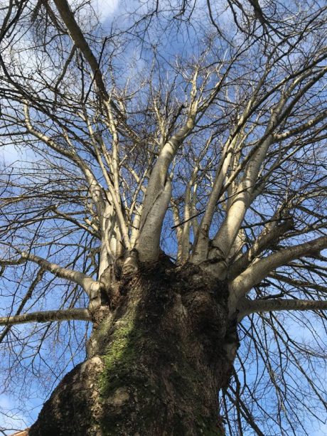 La copa de los tilos de La Estación, ahora deshojada, se eleva por encima de los 10 metros.