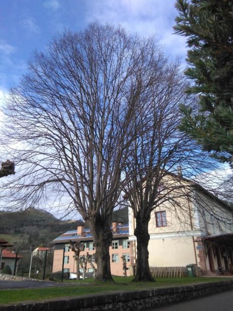 Los Tilos, junto a la estación de Puente Viesgo Los Tilos, junto a la estación de Puente Viesgo