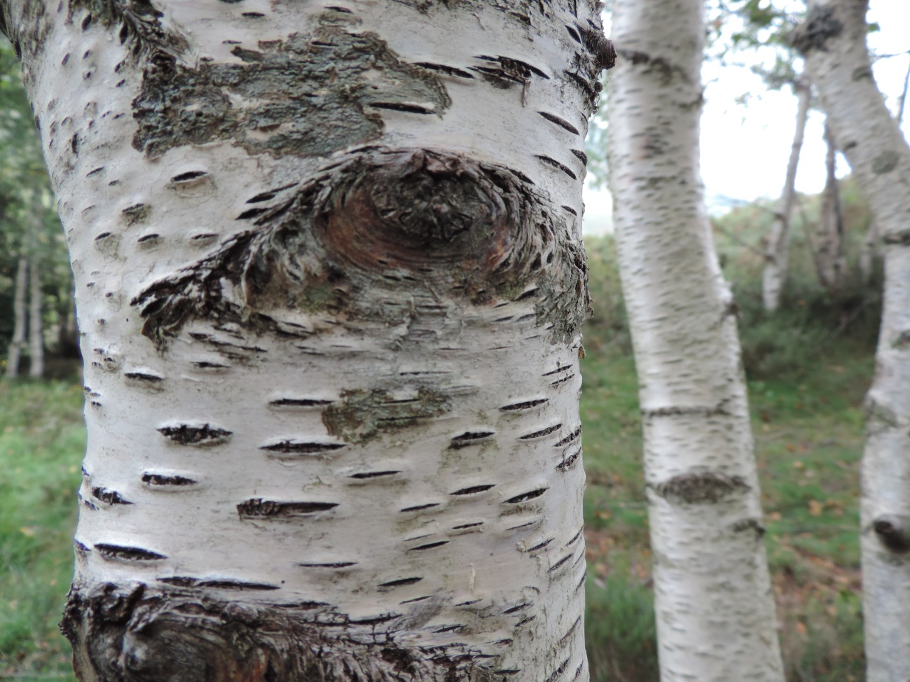 Tronco de abedul