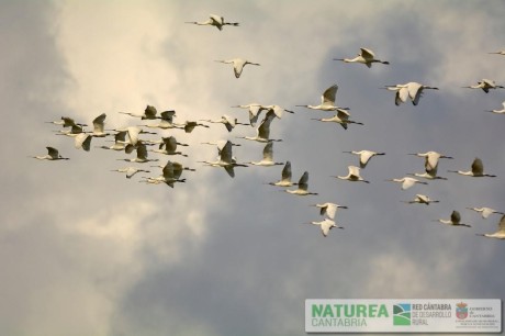 Migración de espátulas